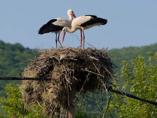 <h3>Ciconia&nbsp;ciconia / White&nbsp;stork / Ooievaar</h3>OM-1 Mark II met OLYMPUS M.150-400mm F4.5 TC, 1/2000 sec  bij F5.6, ISO 500, afstand 52.4&nbsp;m